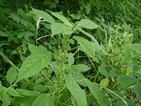 Acalypha fimbriatum all-t.JPG